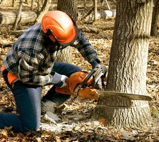 Tree Removal in Todd, NC